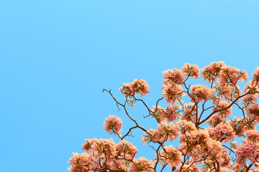 Pink Tabebuia flower blooming in Spring season.