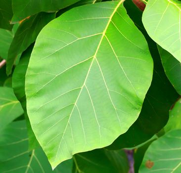Green teak leaves with beautiful natural pattern.