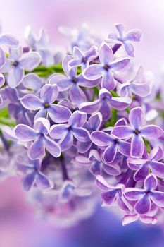 Blooming lilac flowers