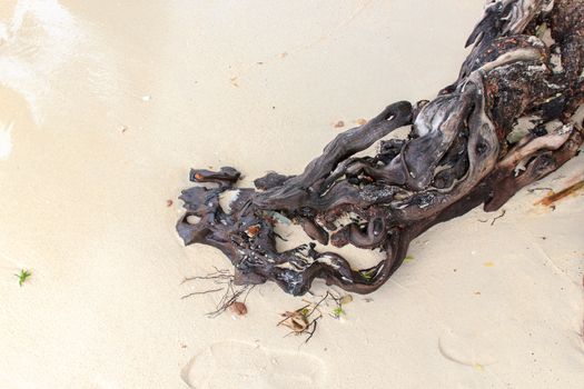 The true roots buried in the sand.