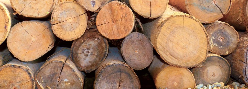 Stack of cut timber logs against.