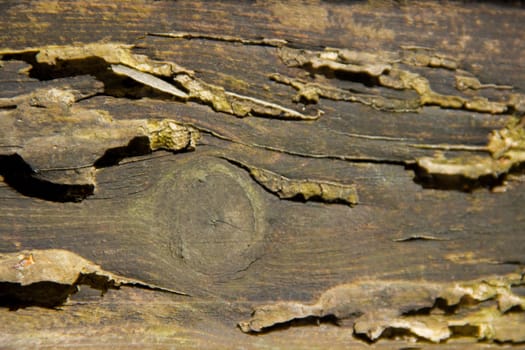 Old wooden seen up close