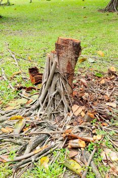 Tree that was cut from the garden.