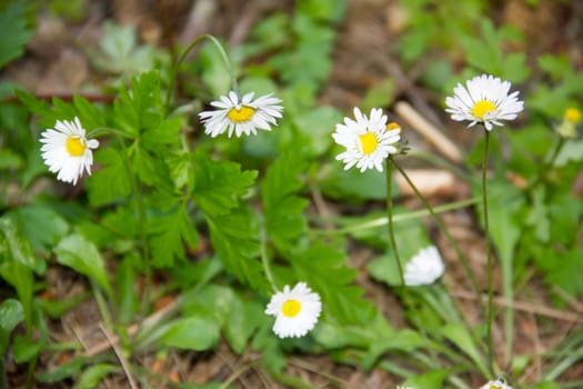 Some daisies close up views