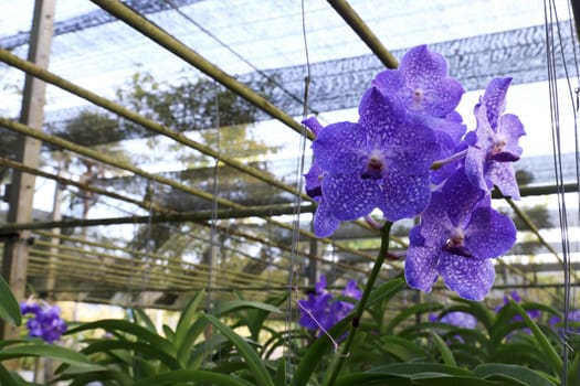 Orchid species of Vanda coerulea with blue color.