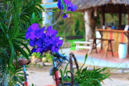 Orchid species of Vanda coerulea with blue color.