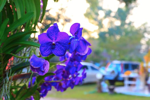 Orchid species of Vanda coerulea with blue color.