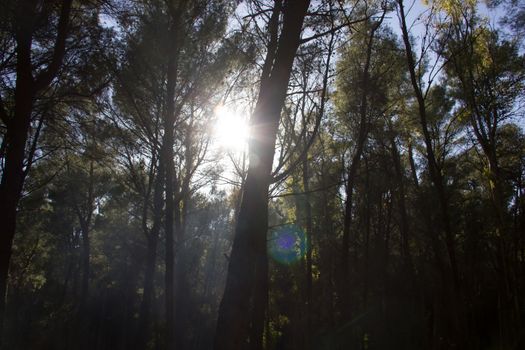 Sun through the trees in the park