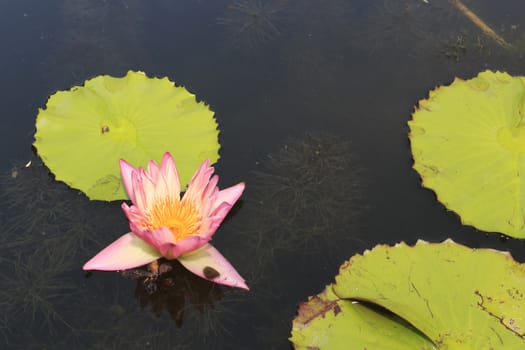 summer river with floating pink water lily.