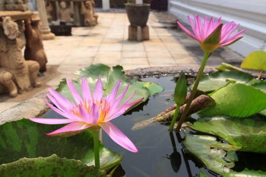 Summer river with floating pink water lily on green leaf background.