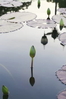 summer river with floating pink water lily.