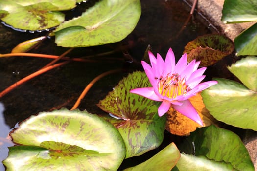 Summer river with floating pink water lily on green leaf background.