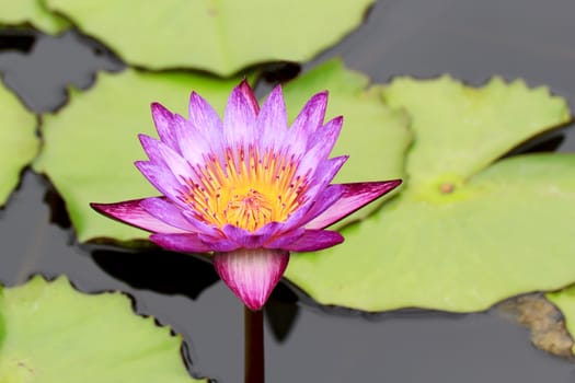 Summer river with floating violet water lily on green leaf background.