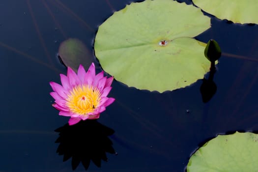 Summer river with floating violet water lily on green leaf background.