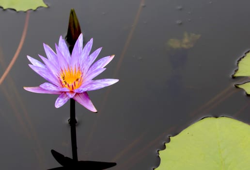 Summer river with floating violet water lily on green leaf background.