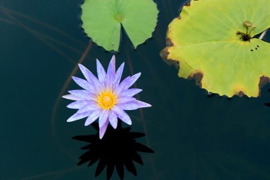 Summer river with floating blue water lily on green leaf background.
