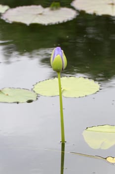 Summer river with floating blue water lily on green leaf background.