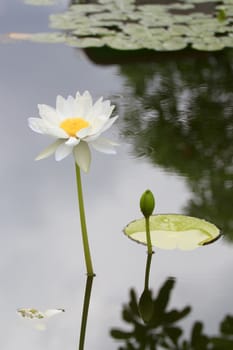 Summer river with floating white water lily on black water background.