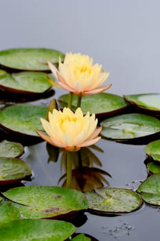 Summer river with floating yellow water lily on green leaf background.