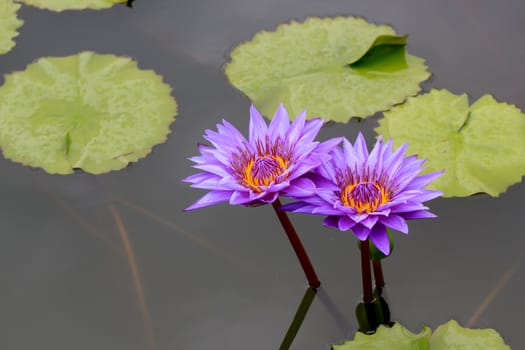 Summer river with floating violet water lily on green leaf background.