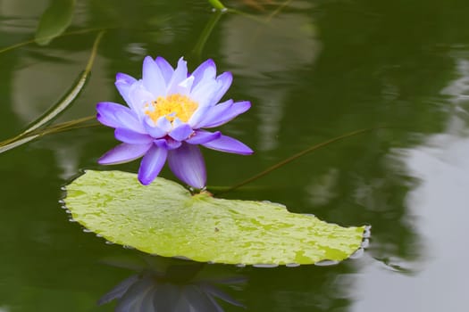 Summer river with floating violet water lily on green leaf background.