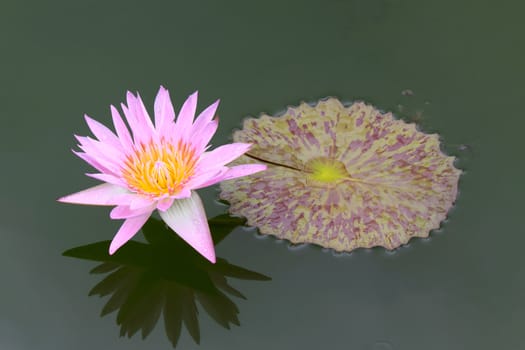 summer river with floating pink water lily on black water background.