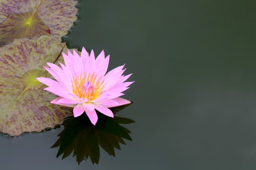 Summer river with floating pink water lily on black water background.