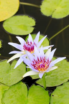 summer river with floating violet water lily on green leaf background.