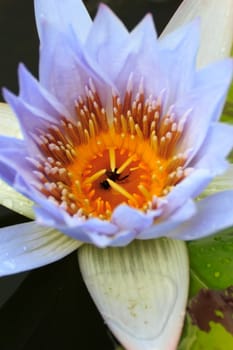 summer river with floating violet water lily, close up shot.