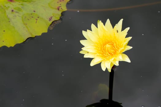 summer river with floating yellow water lily on green leaf background.