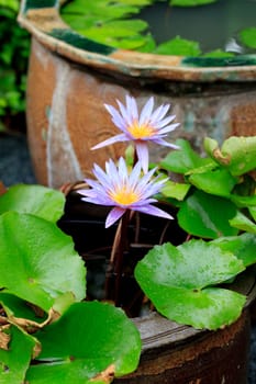 summer river with floating violet water lily on green leaf background.