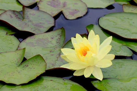 summer river with floating yellow water lily on green leaf background.