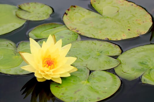 summer river with floating yellow water lily on green leaf background.