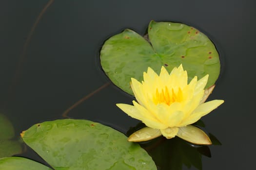 Summer river with floating yellow water lily.