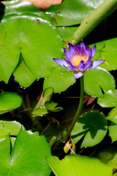 summer river with floating purple water lily.