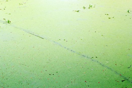 Texture background of the water weed or water fern. 