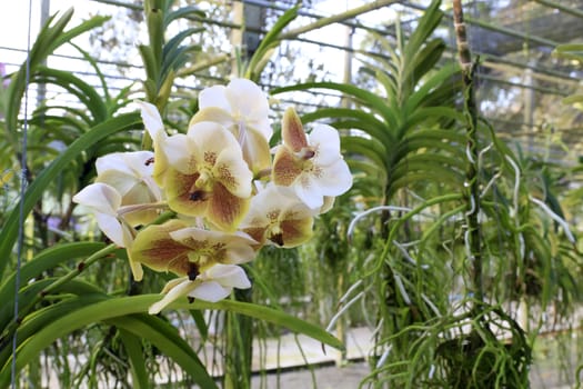Orchid species of Vanda with crimson color.