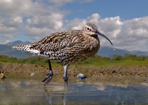 A male Curlew searching for food in a pool in Scotland.