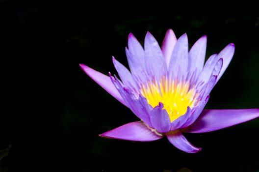 A purple lotus on a black background
