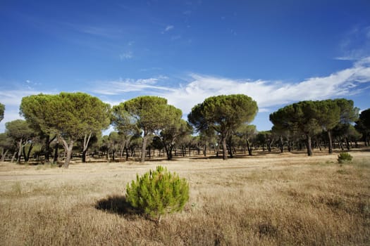 Young pine of reforestation with forest at background. Pinar de Antequera. Valladolid, Spain.