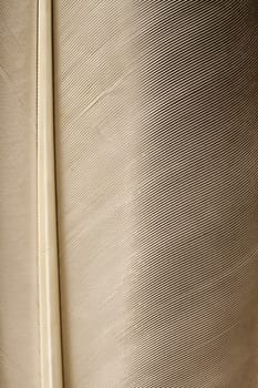 Bird feather background. Macro studio shot.