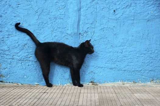 Black cat with blue wall background. Alert position.