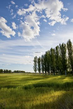 Cereal field at sunset. Colorful green and yellow. Valladolid, Spain.