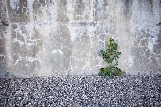  Plant taking root on a concrete wall