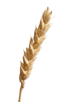 Isolated bunch of wheat. Macro studio shot.