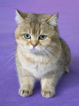 Gray and light brown kitten on purple background