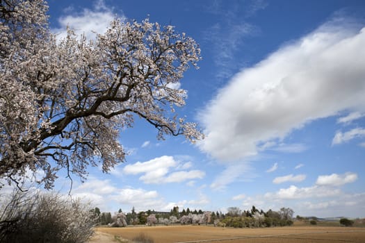 Almond Blossom in a rural scene. Valladolid, Spain