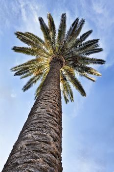 Below view of a palm tree