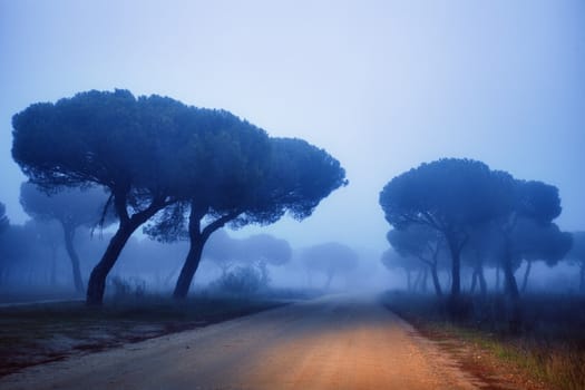 Fog in the forest. Rural road in northern Spain.