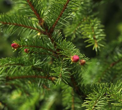 Spruce tree red spring sprout blossoming on green branch